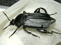 Necrodes littoralis